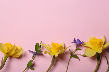 Fototapeta premium Beautiful yellow daffodils and blue periwinkle flowers on pink background, flat lay. Space for text