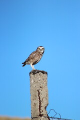 Lechuza en un poste