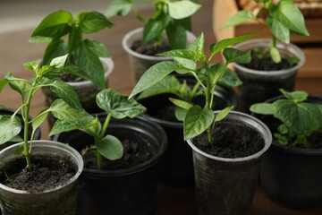 Seedlings growing in plastic containers with soil on table, closeup