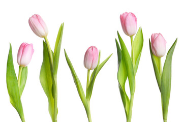 Collage with beautiful tulips on white background