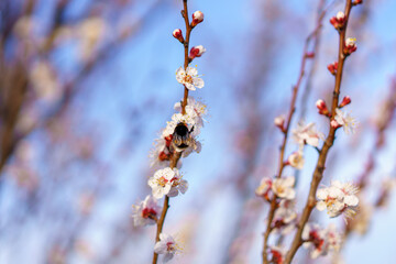 A bumblebee pollinates a flower of a fruit flowering tree in early spring. Spring background with copy space