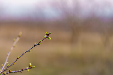 The buds open on the tree in early spring. Background with selective focus and copy space for text or inscription