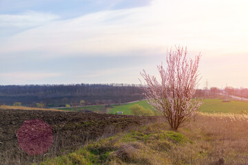 Blooming fruit tree in a field in spring with selective focus, toned. Spring background with copy space