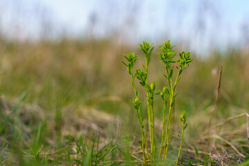 Sprouts of a plant or tree in early spring. Background with selective focus and copy space