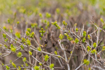 Bushes in early spring. Greening the city. Background with selective focus and copy space
