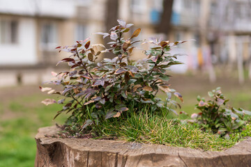 Decorative flower bed from a stump. Background with selective focus and copy space