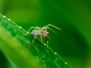 Macro Araña saltarina