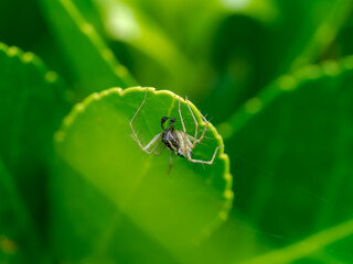 Macro Araña saltarina