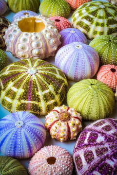 Wonderful Sea Urchins