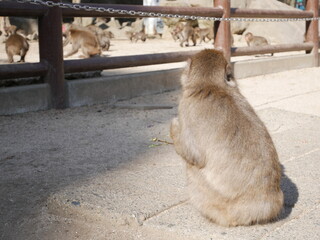 ニホンザルの背中