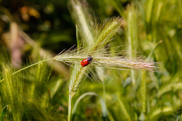 Insecto contra el viento
