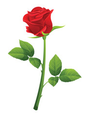 Obraz premium A red rose vector illustration isolated on white background