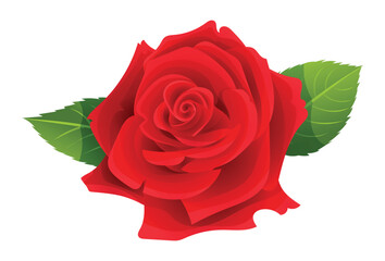 Naklejka premium Beautiful red rose vector illustration