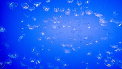 Beautiful jelly fish in blue water
