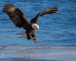 Bald eagle landing on ice with dinner