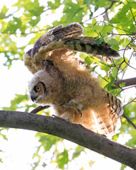 Great-horned Owl baby flying in the forest, Quebec, Canada