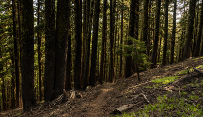 Small Tree Stands Next to Narrow Trail Through Dark Forest