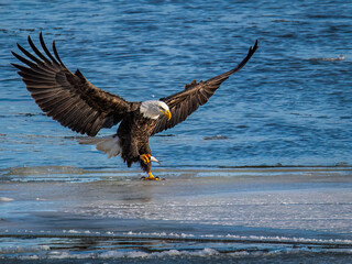 Bald eagle fishing, bald eagle, Majestic bald eagle, eagle, eagle fishing, 