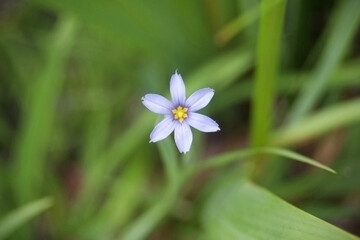 dreamy small native wildflower blue-eyed grass floating above soft green foliage background with...