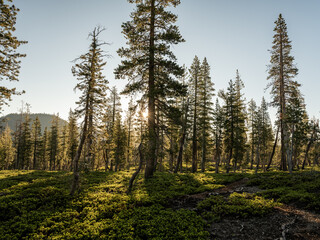 Sunburst Peeks Around Pine Tree In Thin Forest of Lassen Volcanic