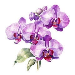 Orchid Flower Watercolor Illustration, Isolated on White Background. Hand Drawn. Floral Artwork, Botanical Painting, Nature Design.