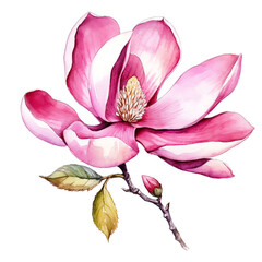 Pink Magnolia Flower Delicate Hand Drawn Watercolor Botanical Art on White Background