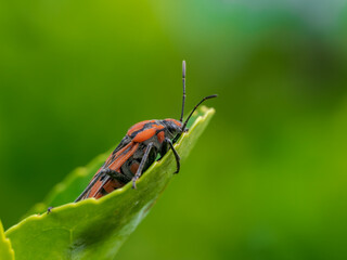 Macro de un insecto en el bosque