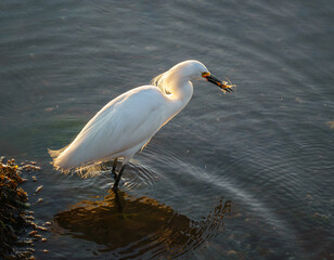 Heron eating a Shrimp