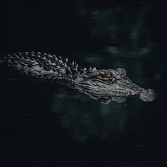 alligator in the water