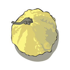 fully editable vector illustration of one pumpkin