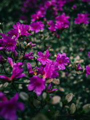 pink flowers in the garden