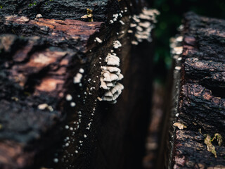 Tree log with fungus