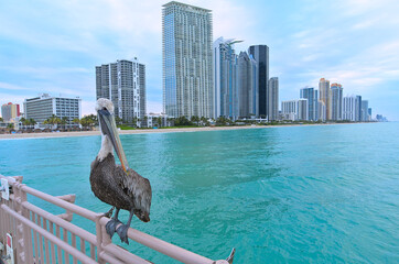 Pelican on pier in front of Sunny isles beach (Florida, USA) during cloudy winter evening 