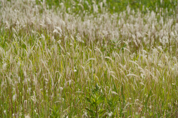 チガヤの原っぱ