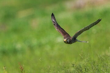 グリーンバックに超低空で飛ぶ繁殖期のチョウゲンボウ メス