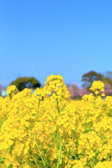 菜の花	