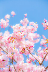 早咲きの河津桜のクローズアップ	