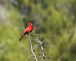 Photograph of a Cardinal bird
