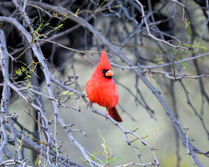 Photograph of a Cardinal bird