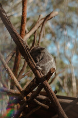 australian koala bear