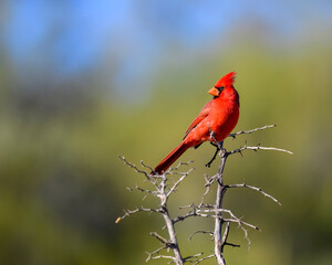 Photograph of a Cardinal bird