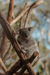 australian koala bear