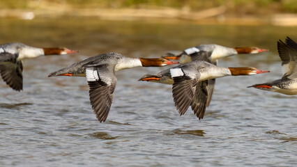 Photograph of a flock of Common Merganser