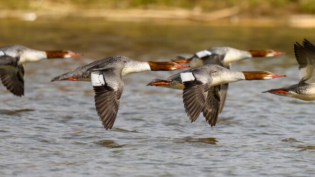 Photograph of a flock of Common Merganser