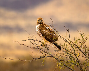 Photograph of a Red Tailed Hawk