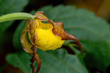 Closeup image of yellow Lady's-slipper flowers