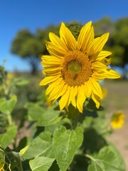 sunflower in the field