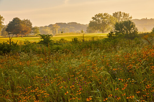 Field of wild orange flowers at sunrise on a golf course near Minneapolis Minnesota