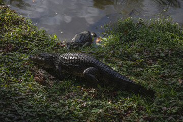 alligator in the water