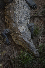 alligator in the everglades